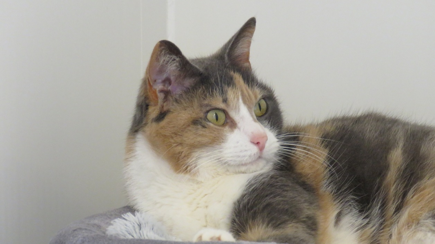 Photo #2 de Poupette