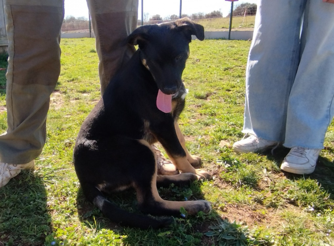 Photo #2 de Pitchoune