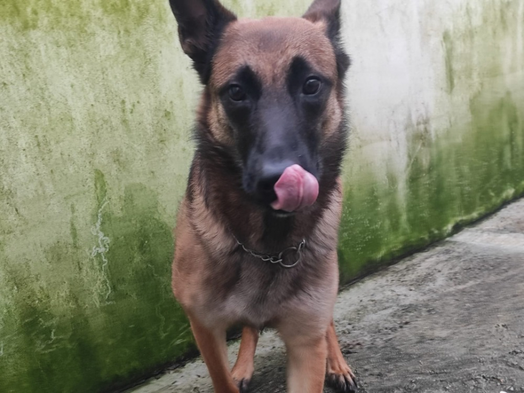 Photo #2 de Paquerette