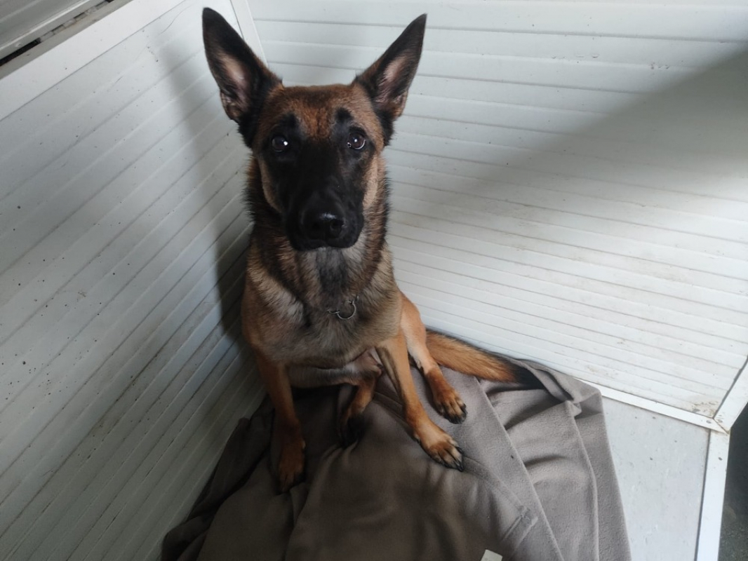 Photo #1 de Paquerette