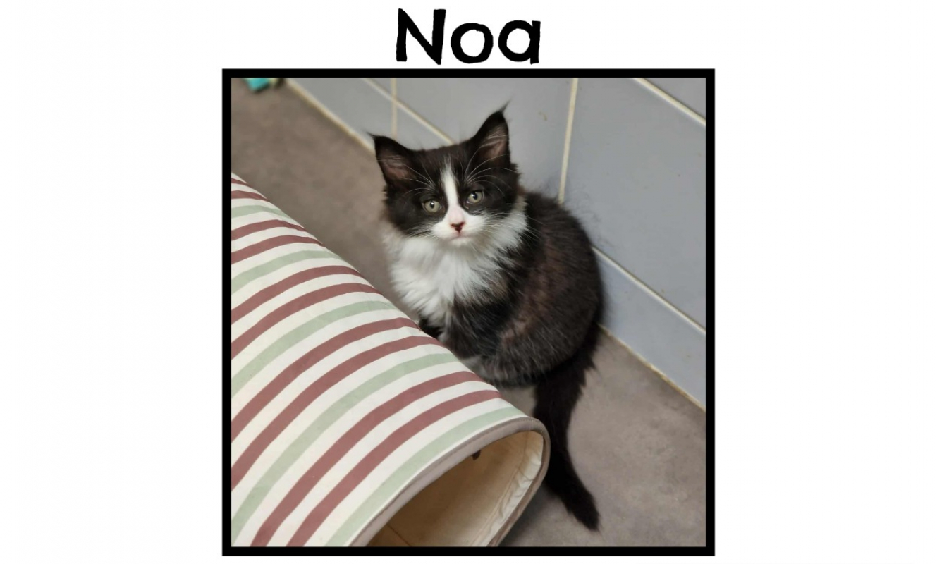Photo de Noa