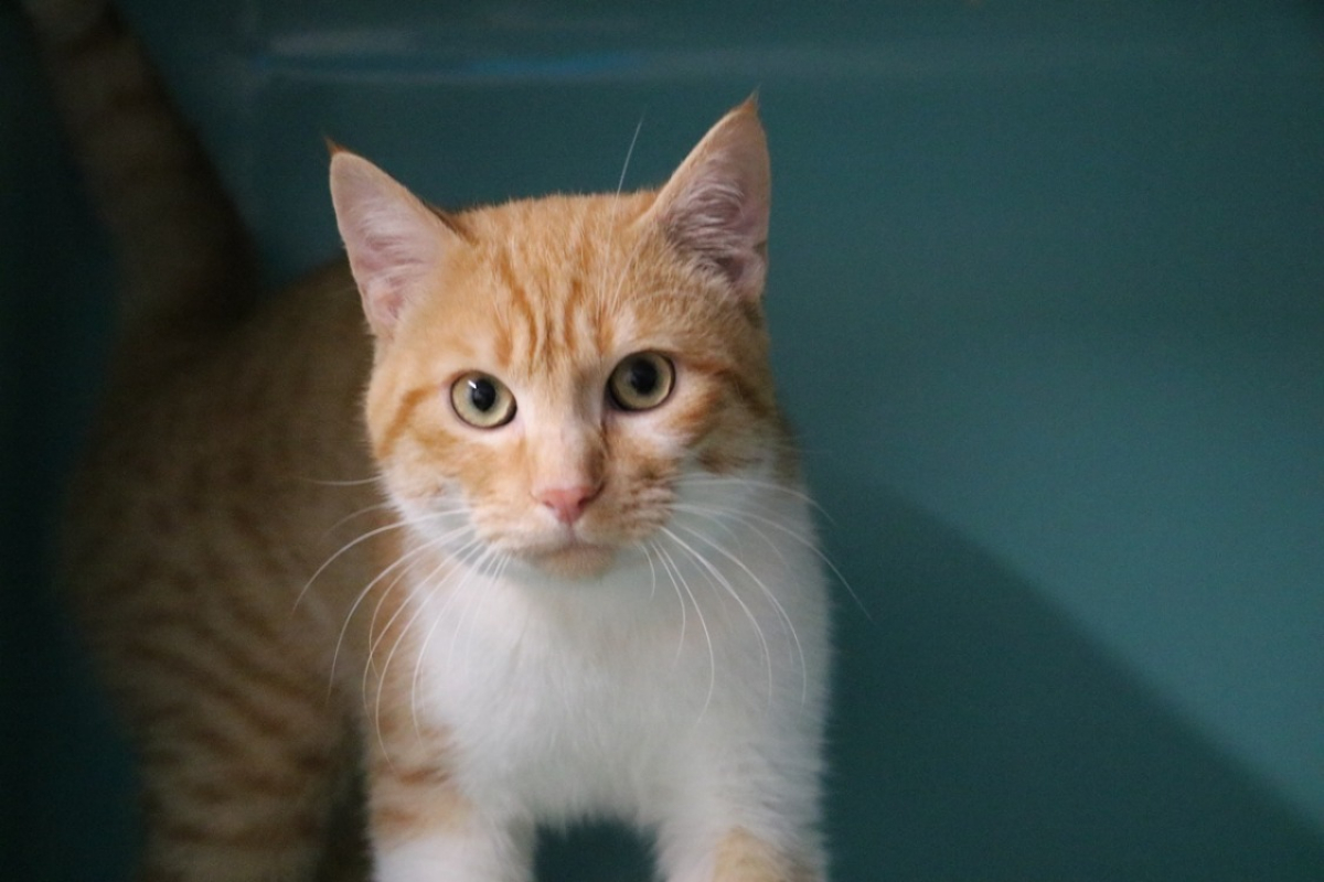 Photo #1 de Boubouille