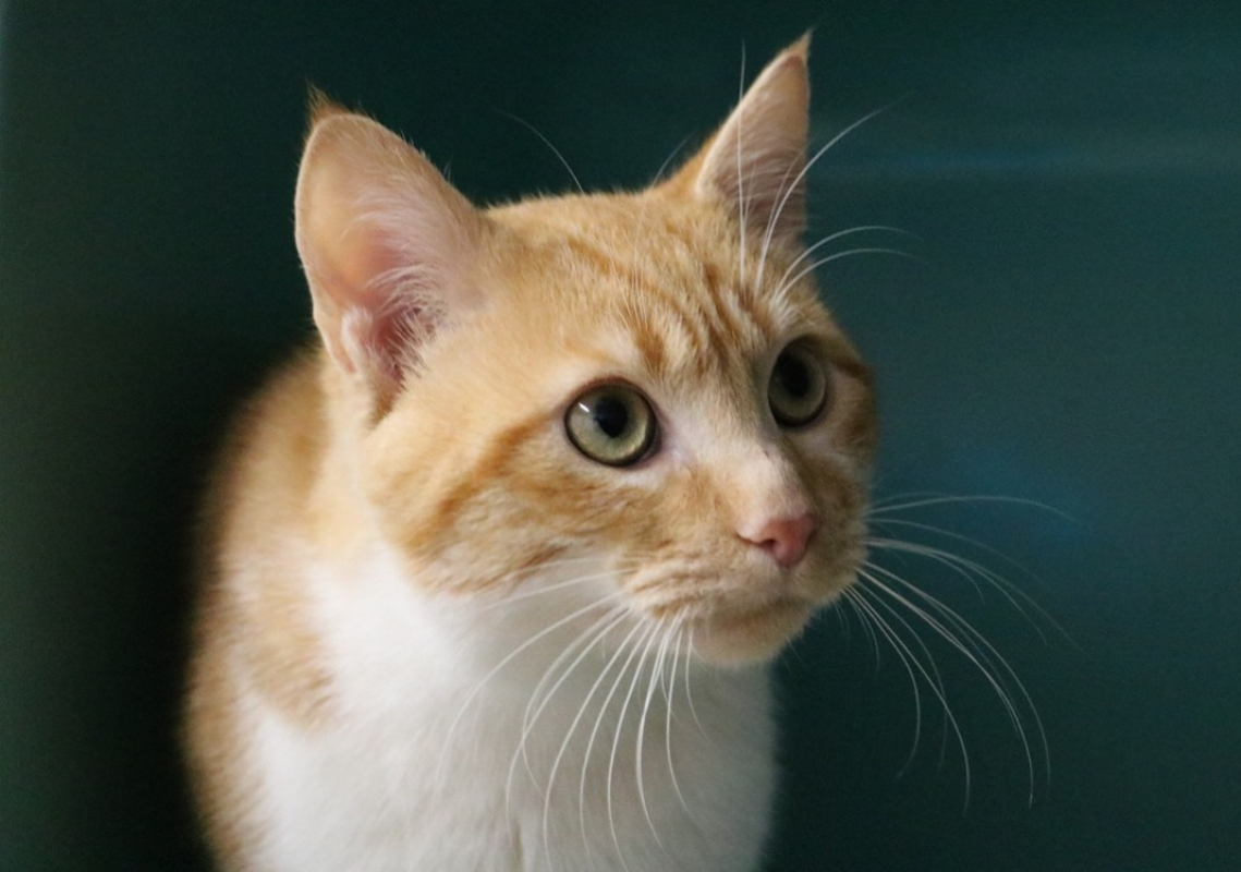 Photo #2 de Boubouille