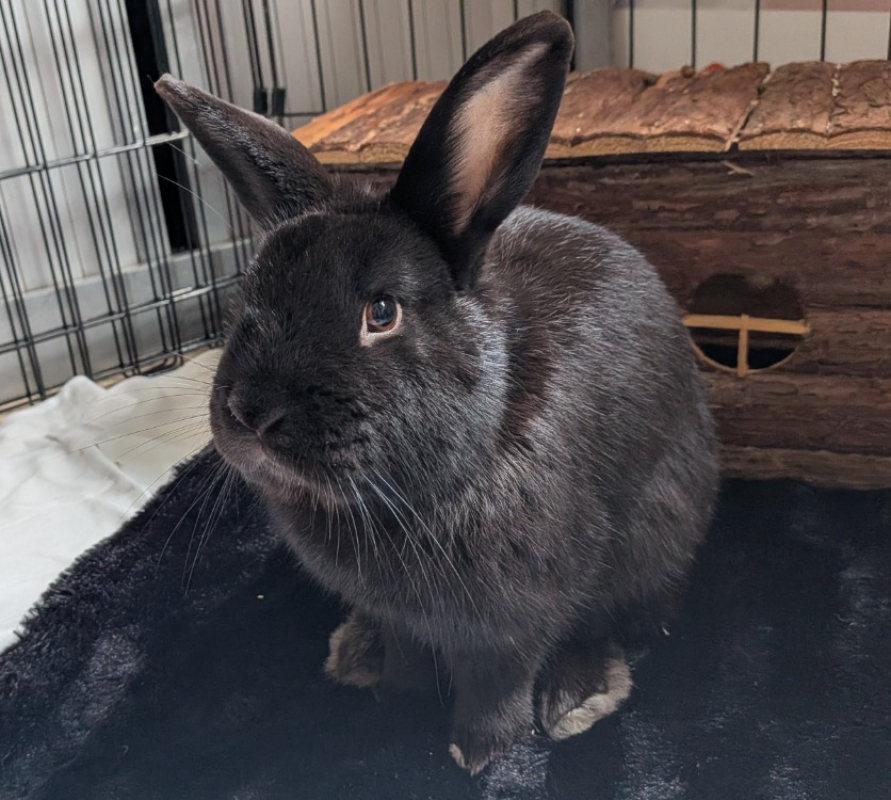 Photo #1 de Coco lapin