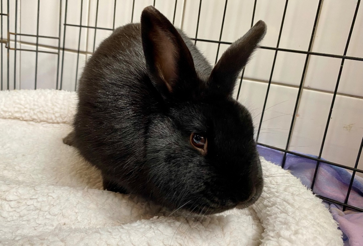 Photo #2 de Coco lapin