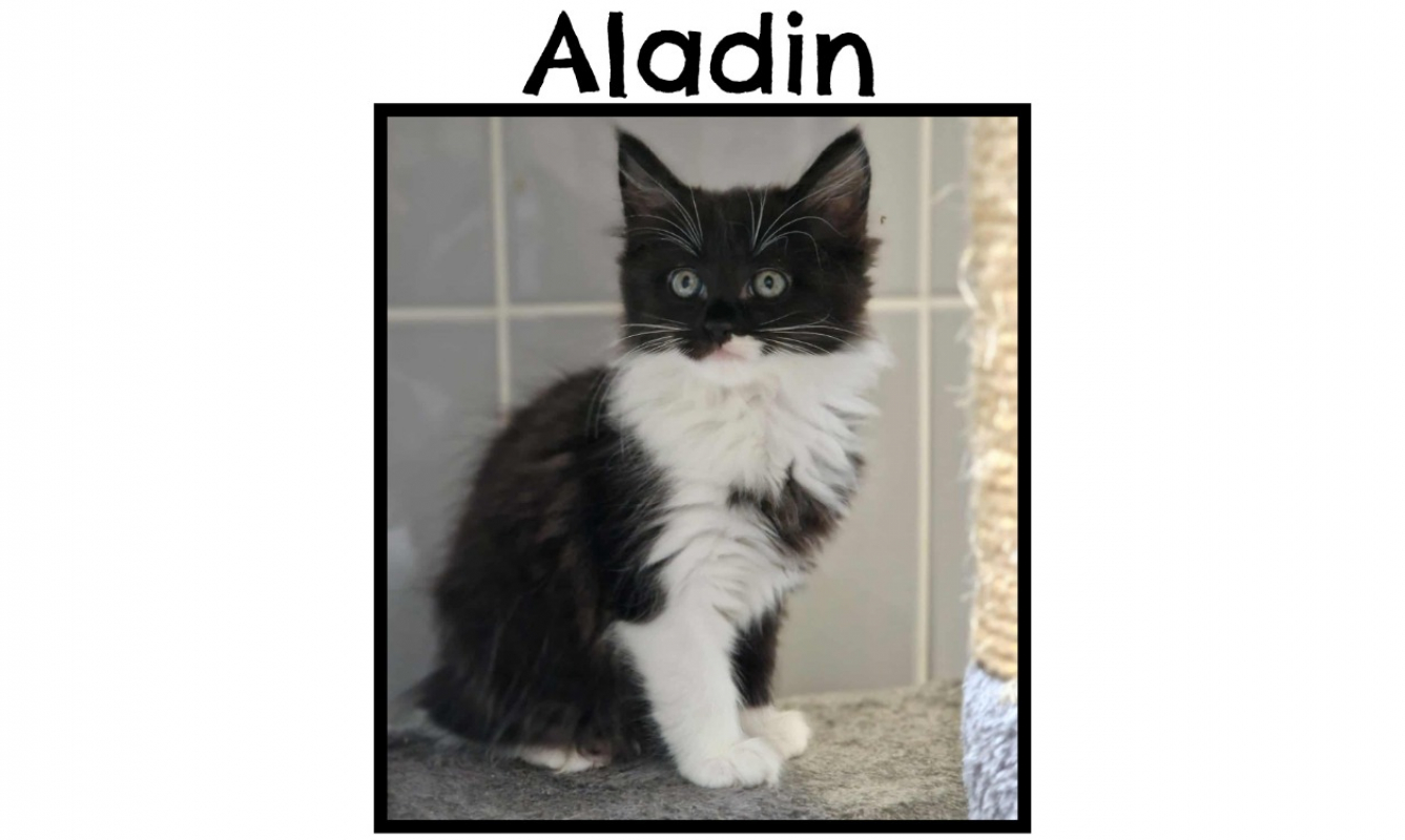 Photo de Aladin