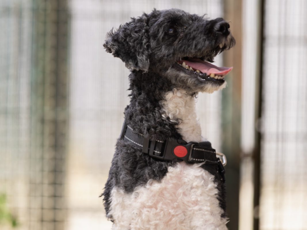 Pacha - Chien à adopter