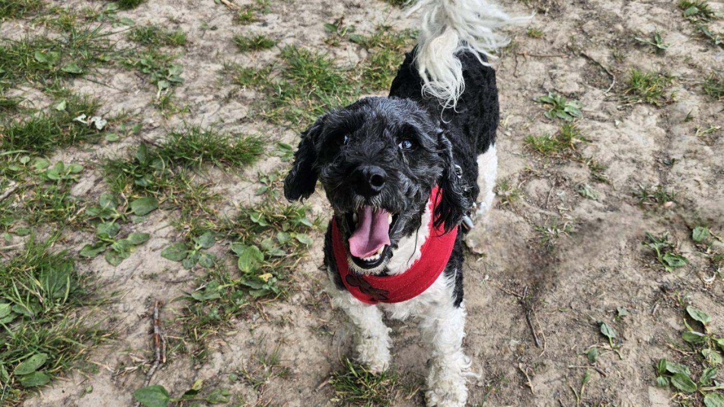 Pacha - Chien à adopter - photo 2