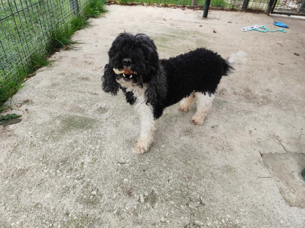 Pacha - Chien à adopter - photo 3