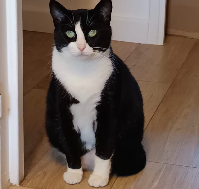 Octobre - Chat Européen à adopter
