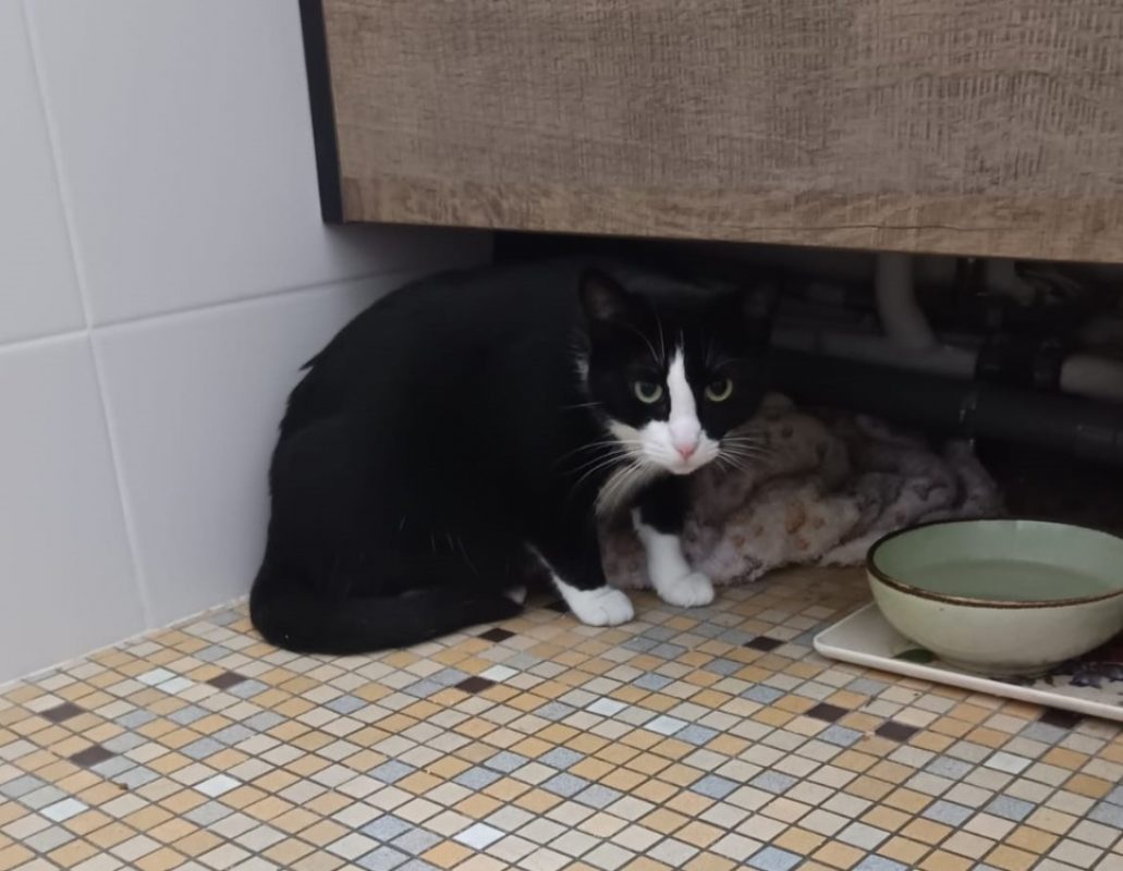 Octobre - Chat Européen à adopter - photo 2