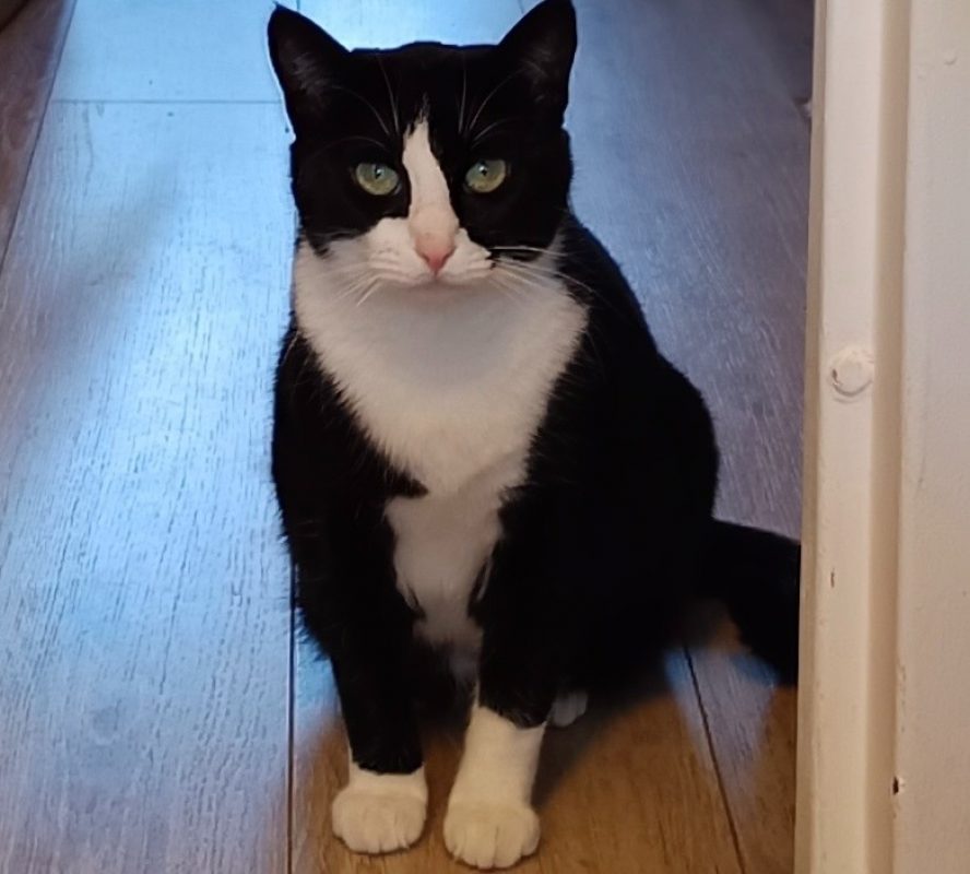 Octobre - Chat Européen à adopter - photo 3