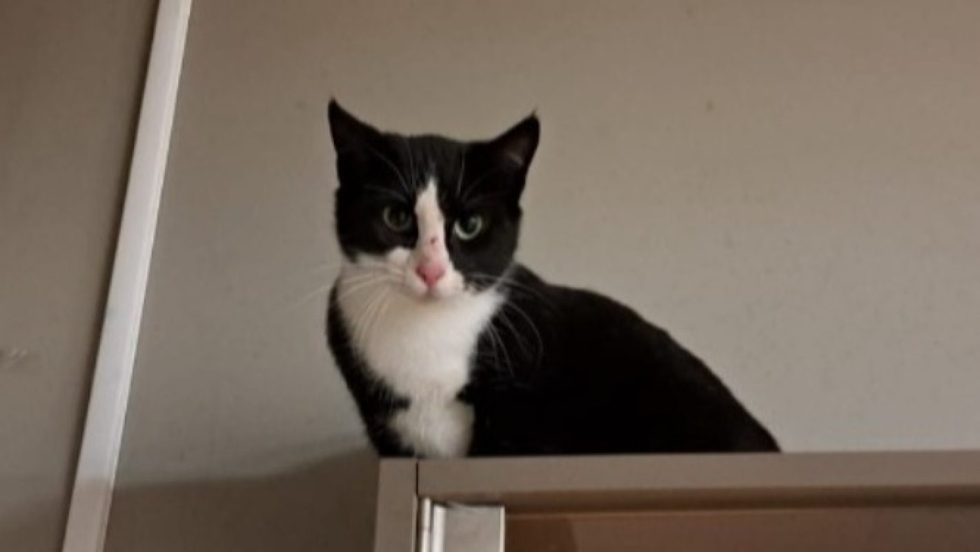 Octobre - Chat Européen à adopter - photo 4