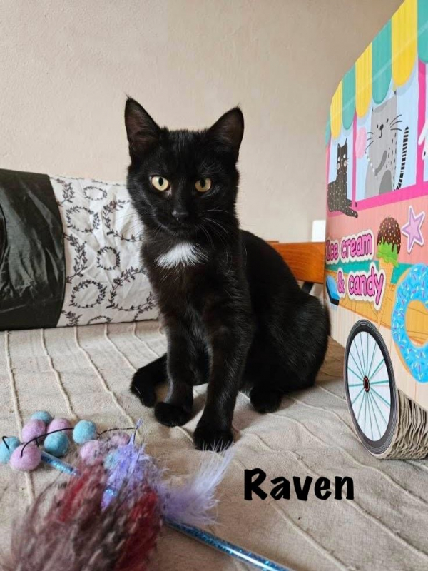 Photo #2 de RAVEN