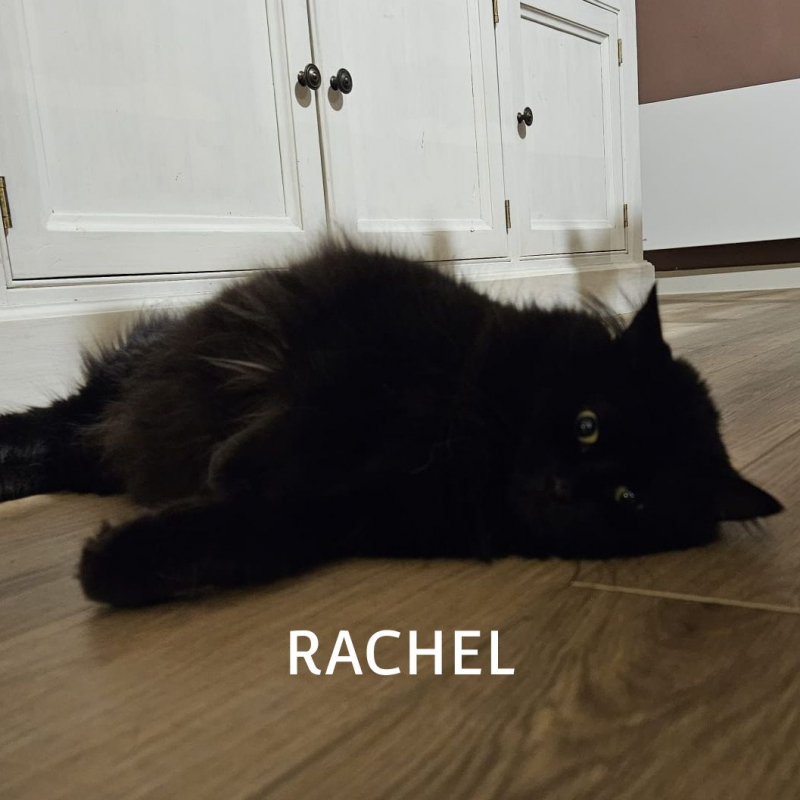 Photo #6 de RACHEL