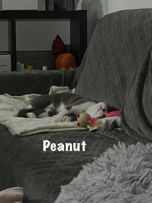Photo #3 de PEANUT