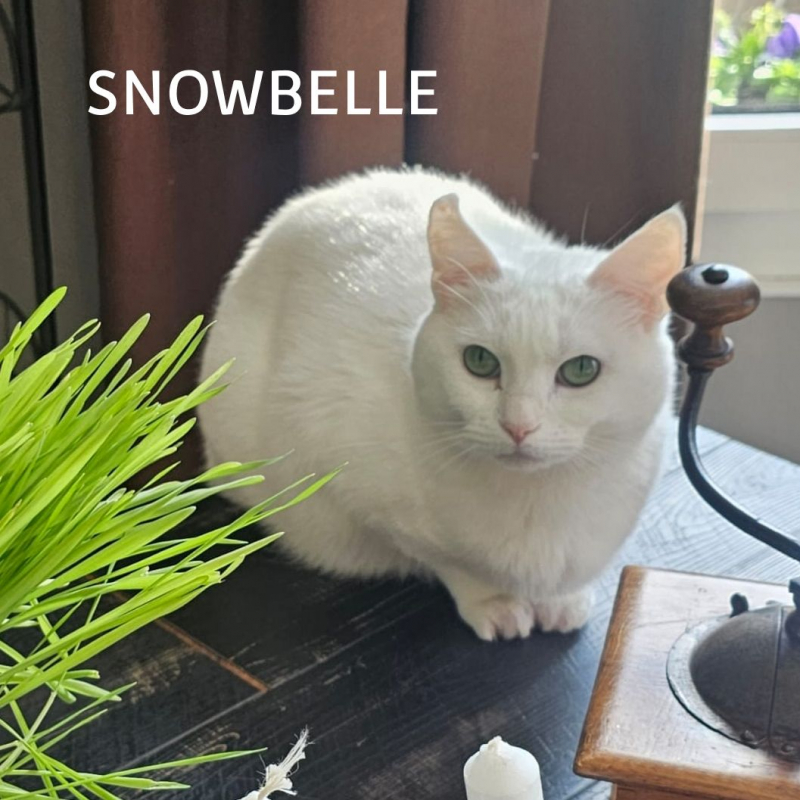 Photo #1 de SNOWBELLE