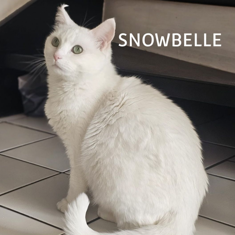 Photo #2 de SNOWBELLE