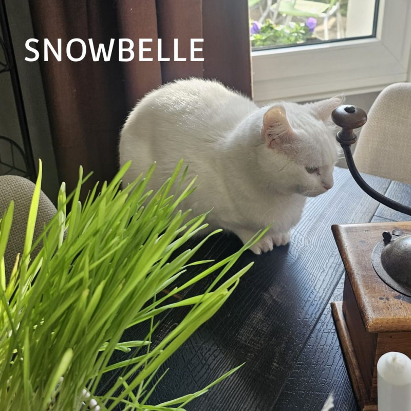 Photo #4 de SNOWBELLE