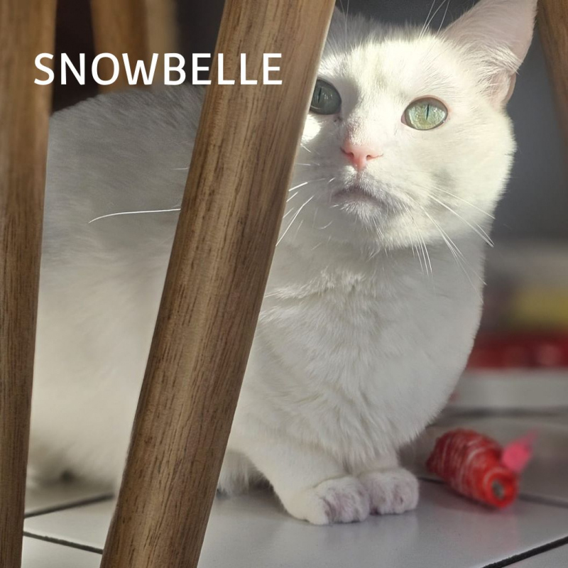 Photo #5 de SNOWBELLE