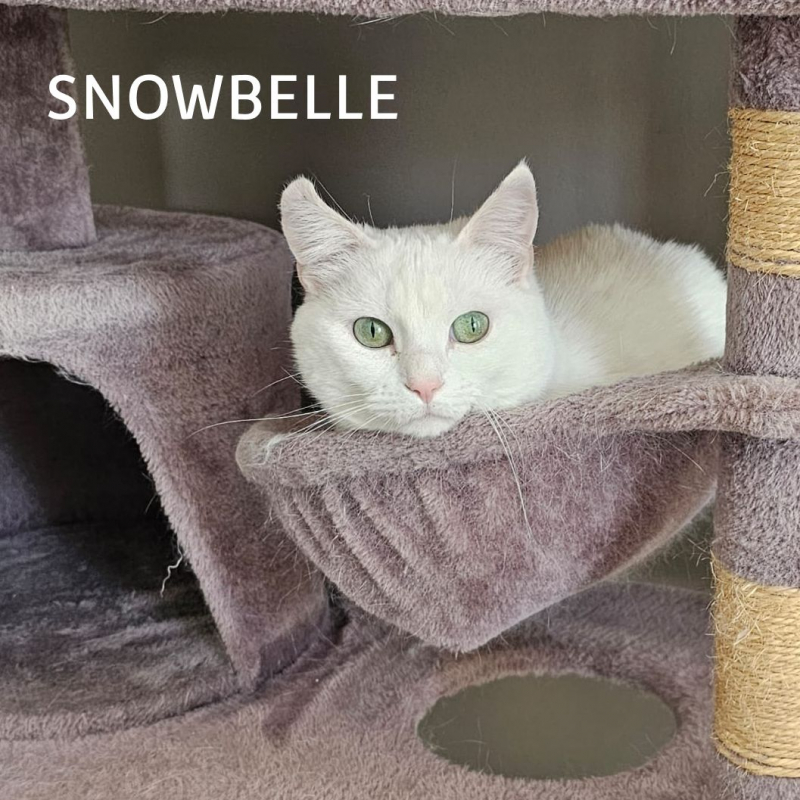 Photo #6 de SNOWBELLE