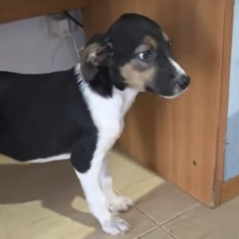 Photo #1 de AMERICANA