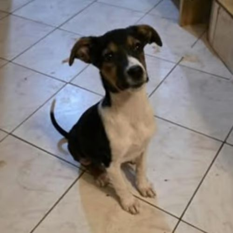 Photo #2 de AMERICANA