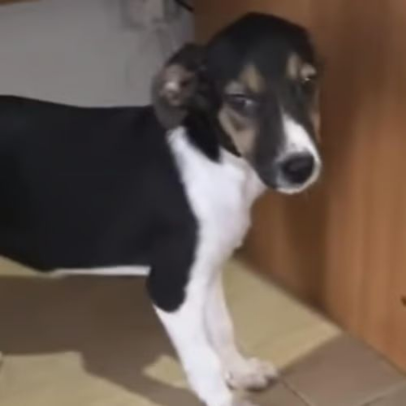 Photo #3 de AMERICANA