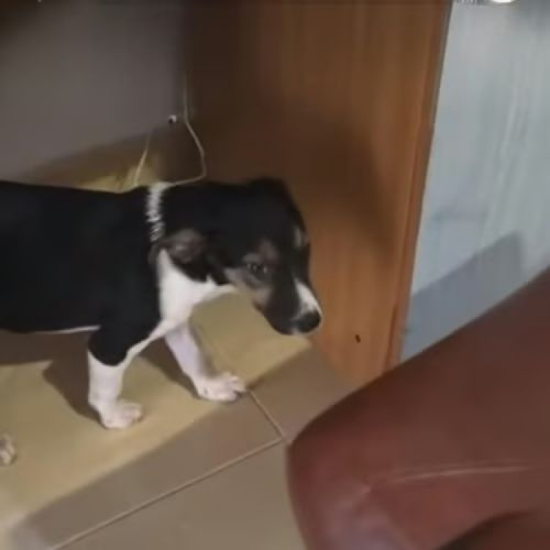 Photo #4 de AMERICANA