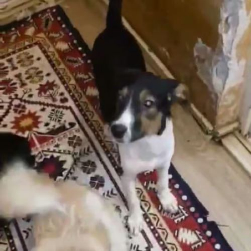 Photo #5 de AMERICANA