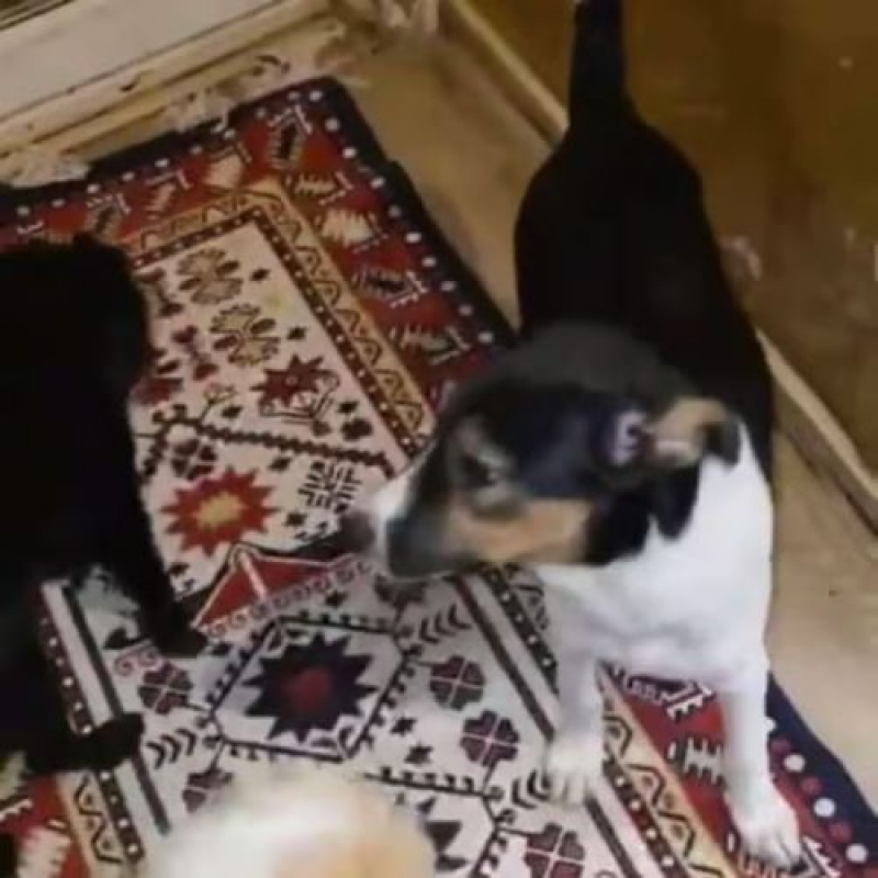 Photo #6 de AMERICANA