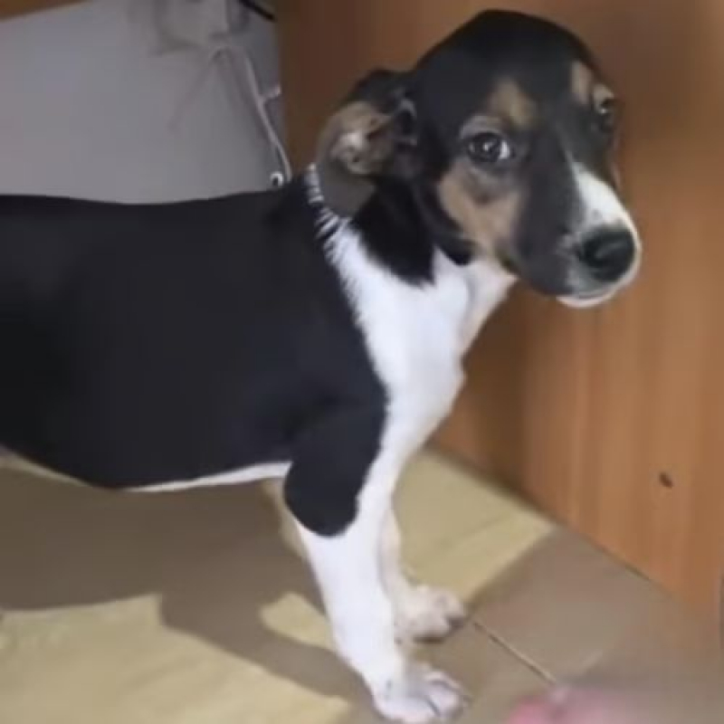 Photo #7 de AMERICANA