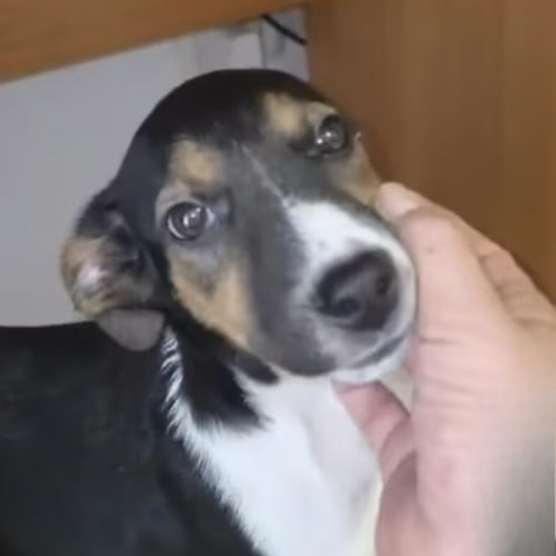 Photo #10 de AMERICANA