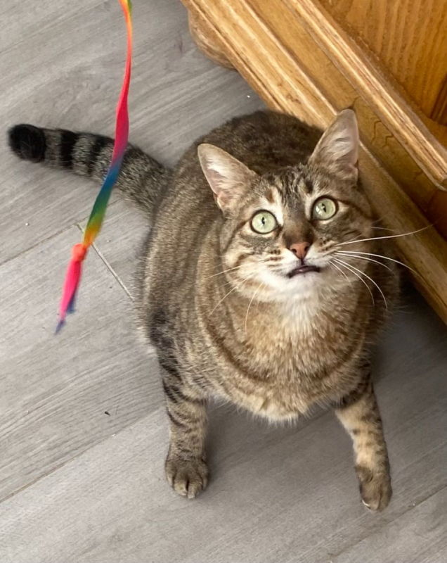 Photo #6 de Nala