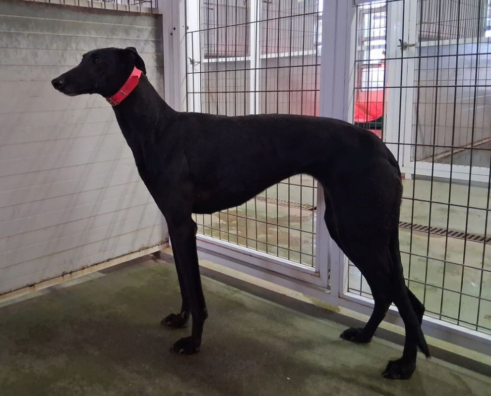 Photo #2 de INDIA 2ans , superbe galga noire
