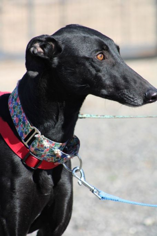 Photo #3 de INDIA 2ans , superbe galga noire