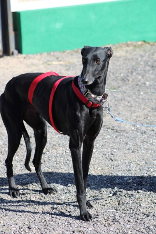 Photo #4 de INDIA 2ans , superbe galga noire