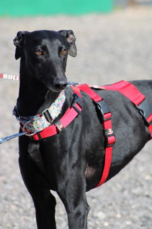Photo #5 de INDIA 2ans , superbe galga noire