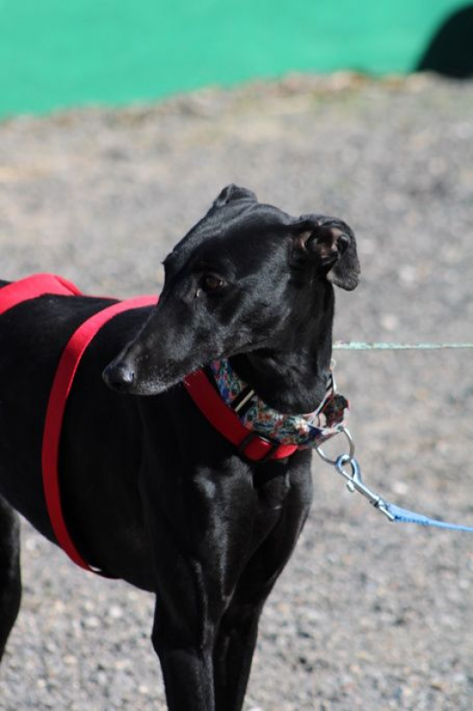 Photo #6 de INDIA 2ans , superbe galga noire
