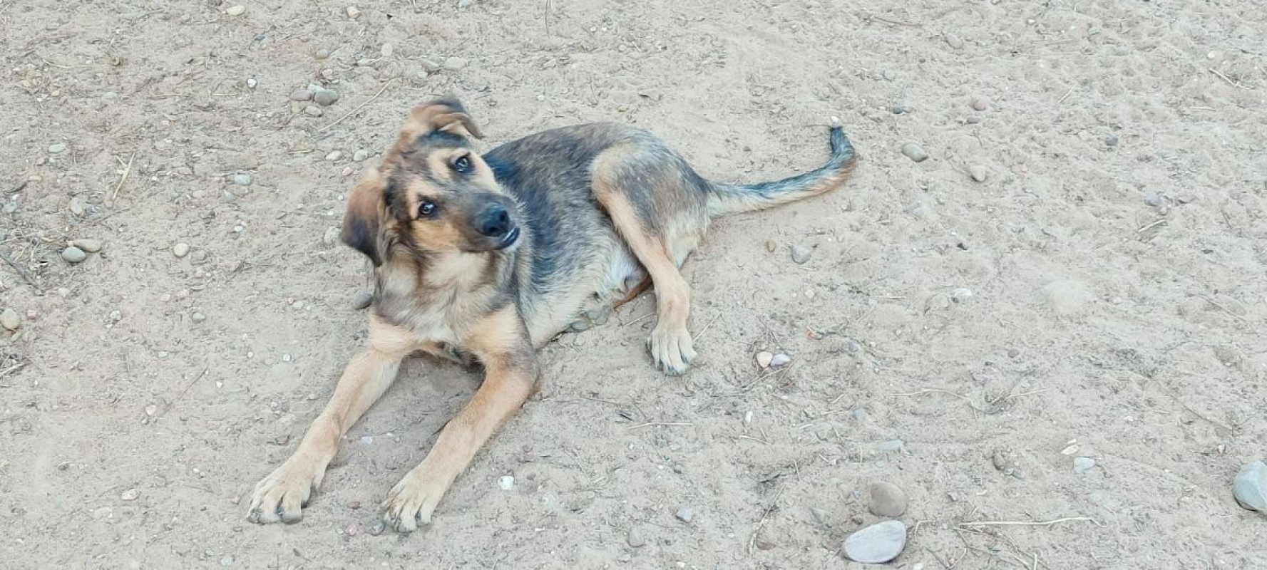 Photo #1 de TASIO chiot de 10 mois, fidèle et obéissant !