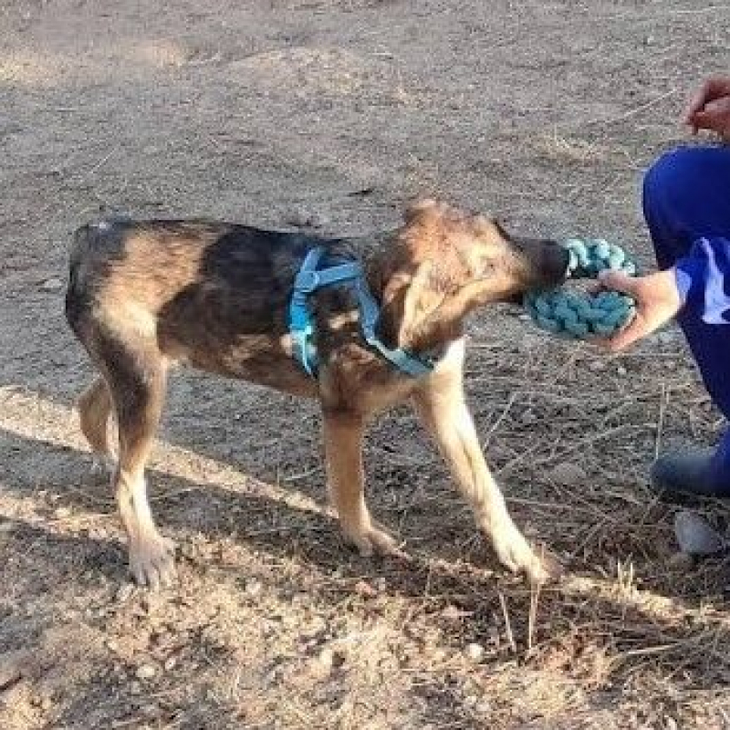 Photo #2 de TASIO chiot de 10 mois, fidèle et obéissant !