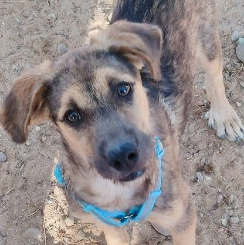 Photo #3 de TASIO chiot de 10 mois, fidèle et obéissant !