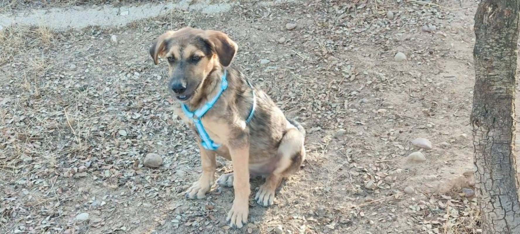 Photo #4 de TASIO chiot de 10 mois, fidèle et obéissant !