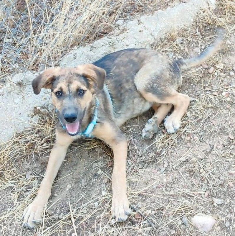 Photo #6 de TASIO chiot de 10 mois, fidèle et obéissant !