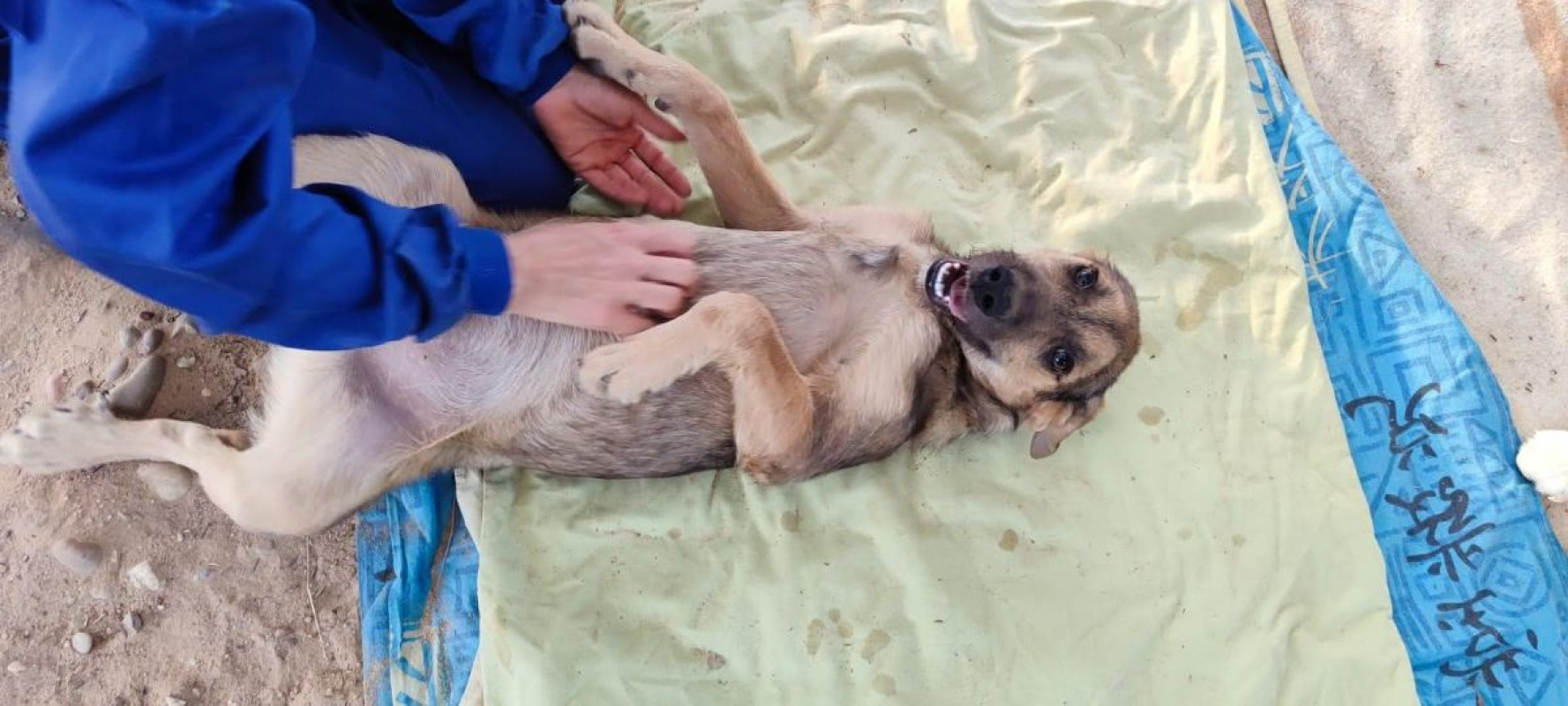 Photo #7 de TASIO chiot de 10 mois, fidèle et obéissant !