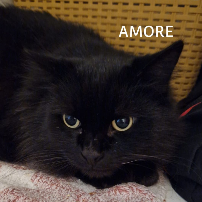Photo #4 de AMORE