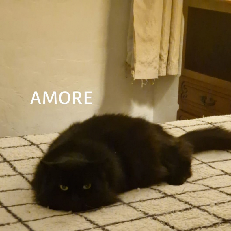 Photo #6 de AMORE