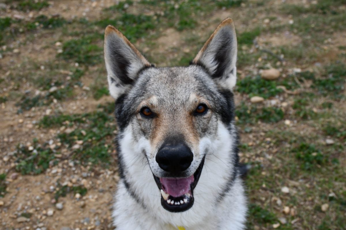 Reaper - Chien à adopter