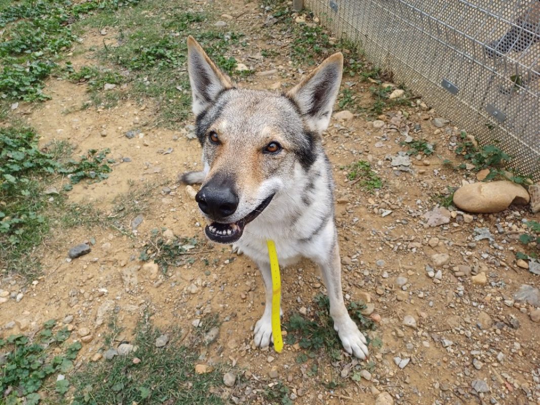 Reaper - Chien à adopter - photo 2