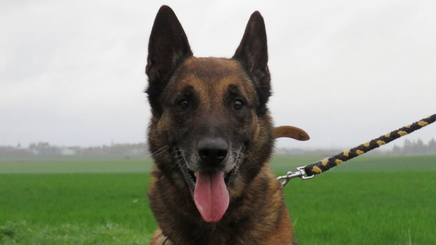 Maxon - Chien Berger Belge Malinois à adopter